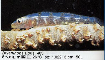 Bryaninops tigris